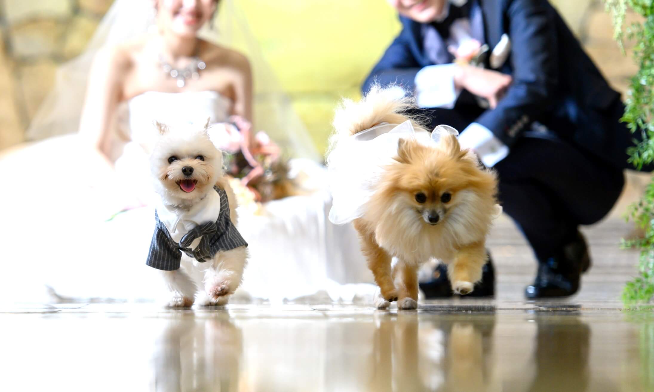 愛犬と一緒に誓う リングドッグセレモニー